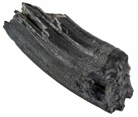 Pleistocene Aged Fossil Horse Tooth - Florida #53141